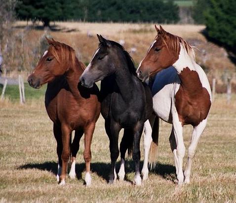 Horse Ride